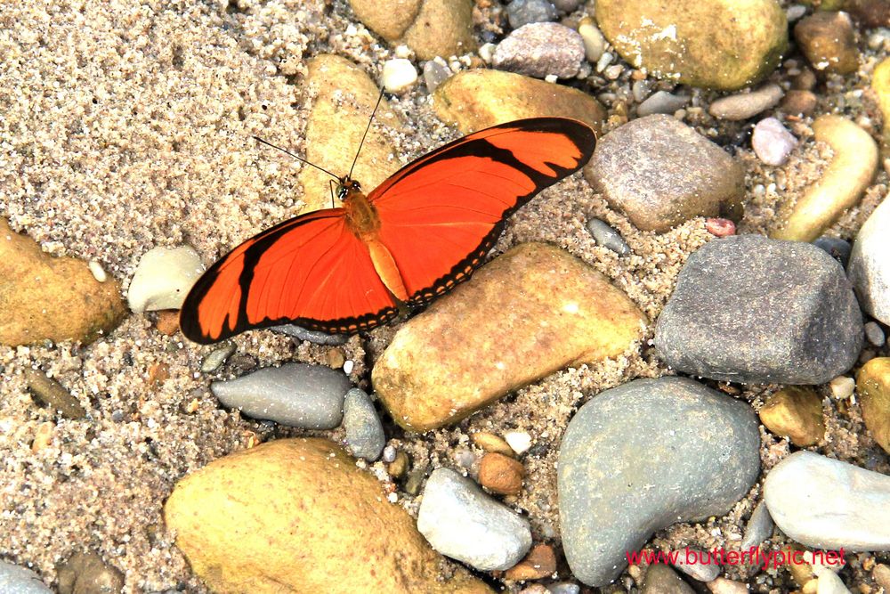 EUIDES LINEATA , Orange longwing