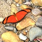 EUIDES LINEATA , Orange longwing