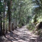 Eukalyptus-Allee in Andalusien