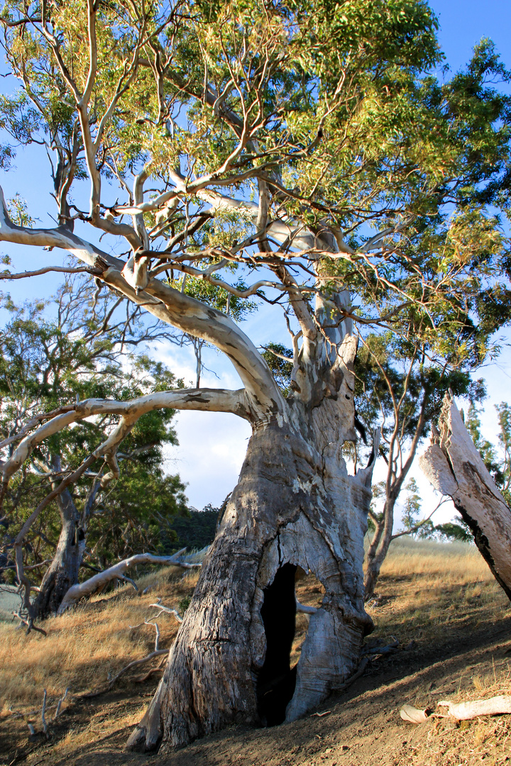 Eukalyptus am Mount Remarkable