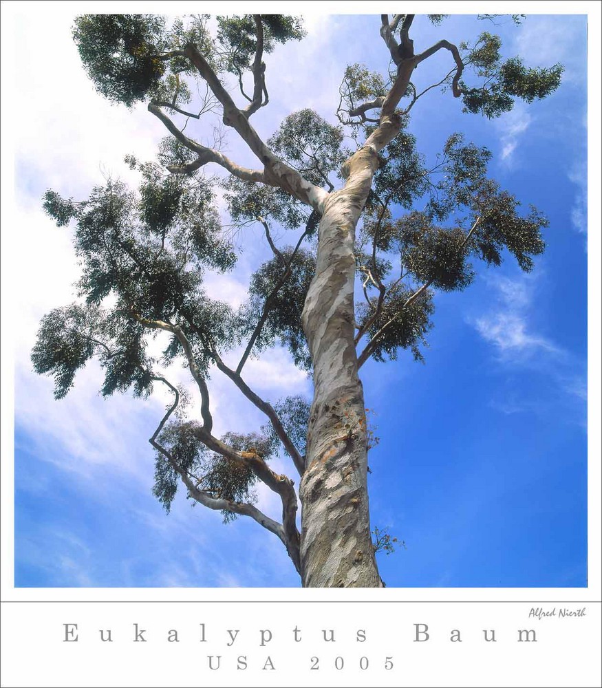 Eukalyptus Baum