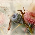 Eukalyptus Blüten