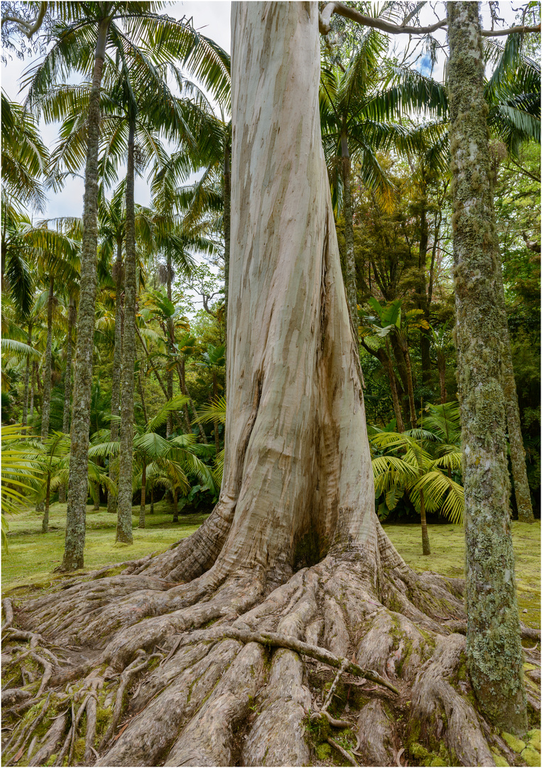 Eukalyptus - Botanischer Garten, Sao Miguel, Azoren