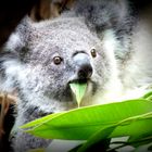 Eukalyptus-Erstaunen