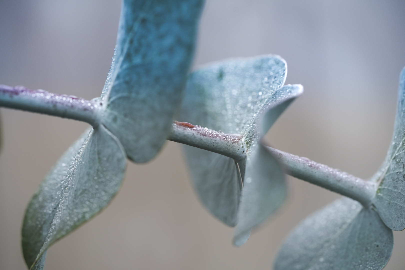 Eukalyptus im frostigen Tau