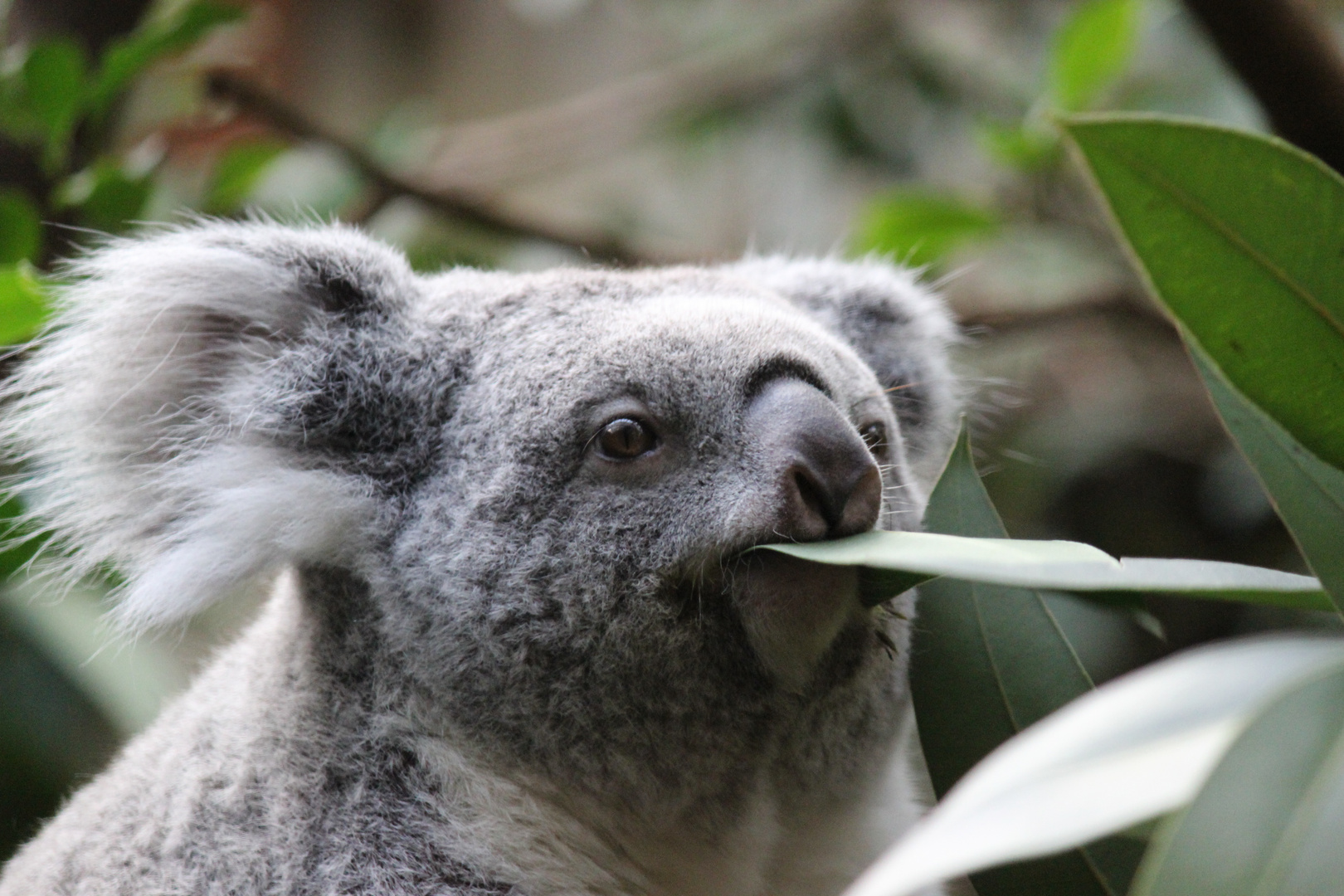 Eukalyptus: Koala's best friend