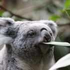 Eukalyptus: Koala's best friend