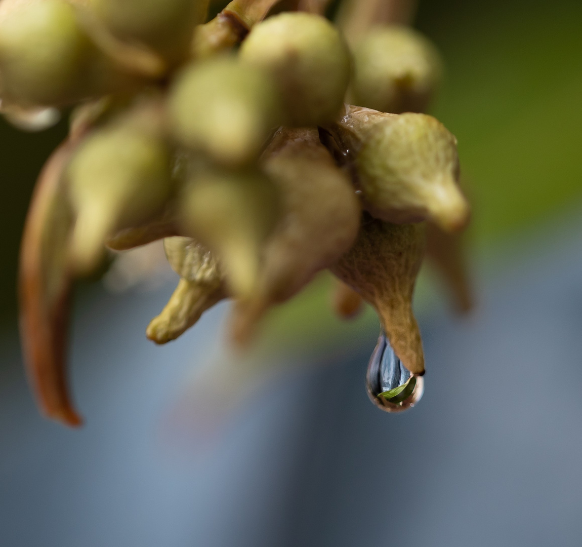 Eukalyptus mit Tropfen