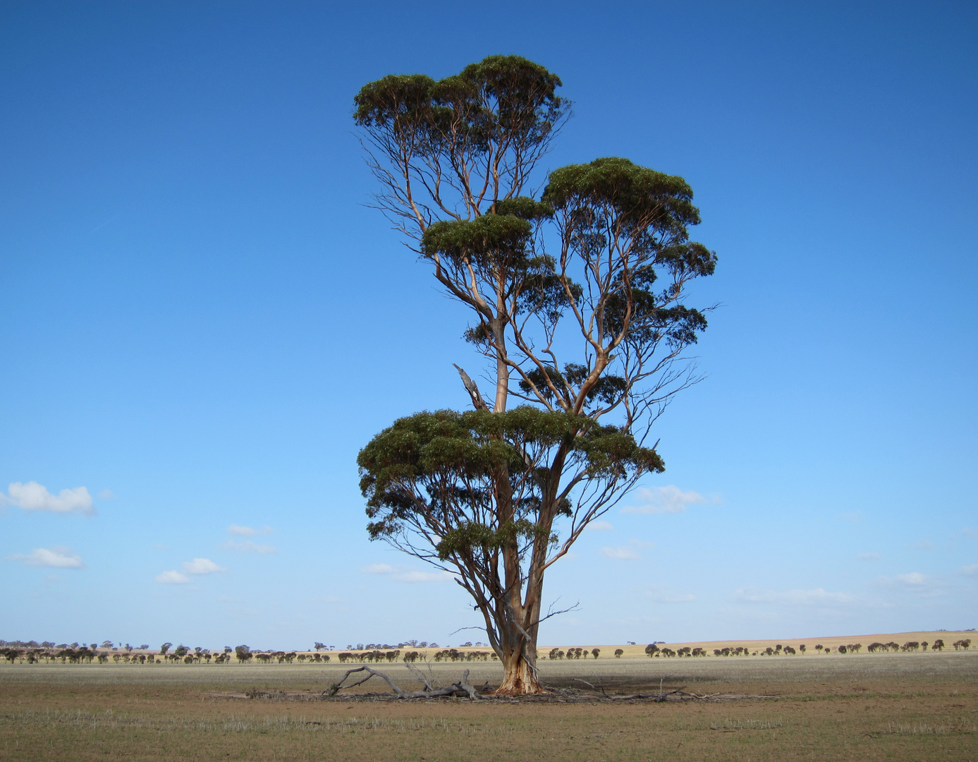 Eukalyptus-Prachtstück