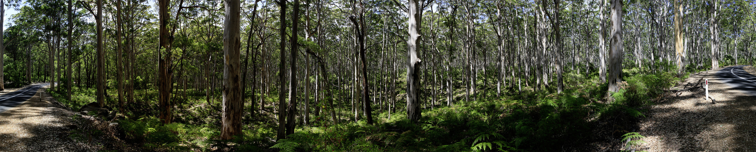 Eukalyptus-Wald