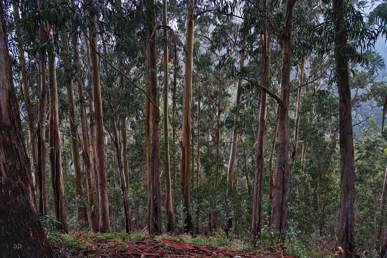 Eukalyptus Wald