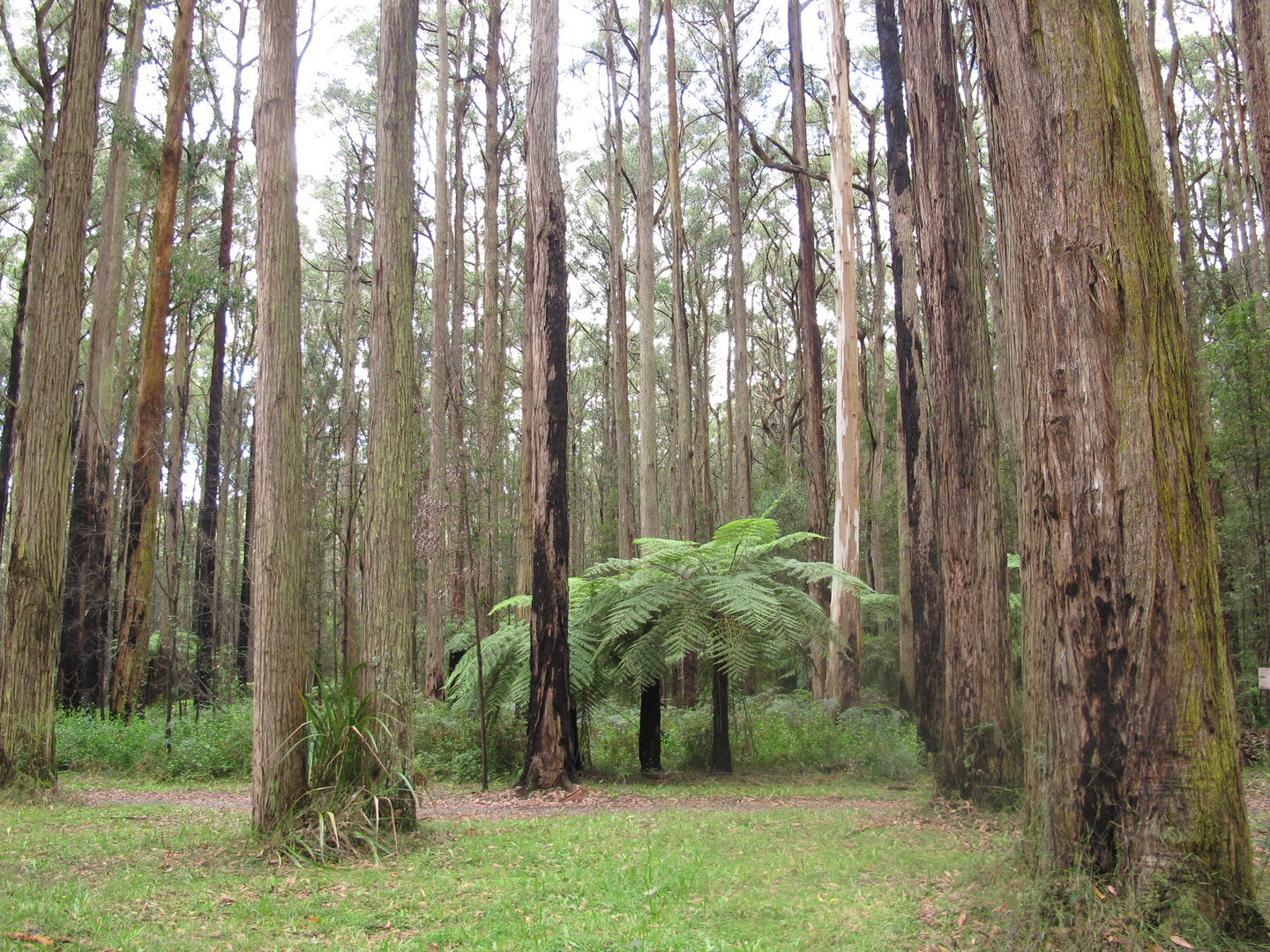 Eukalyptus-Wald Victoria/Australien