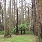 Eukalyptus-Wald Victoria/Australien