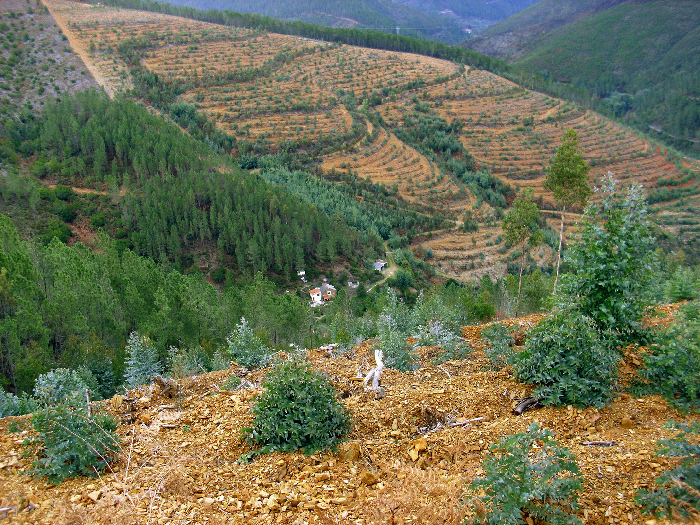 Eukalyptusanbau in Portugal