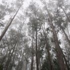 Eukalyptusbäume im Nebel