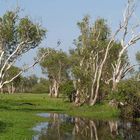 Eukalyptusbäume im ruhigen Wasser