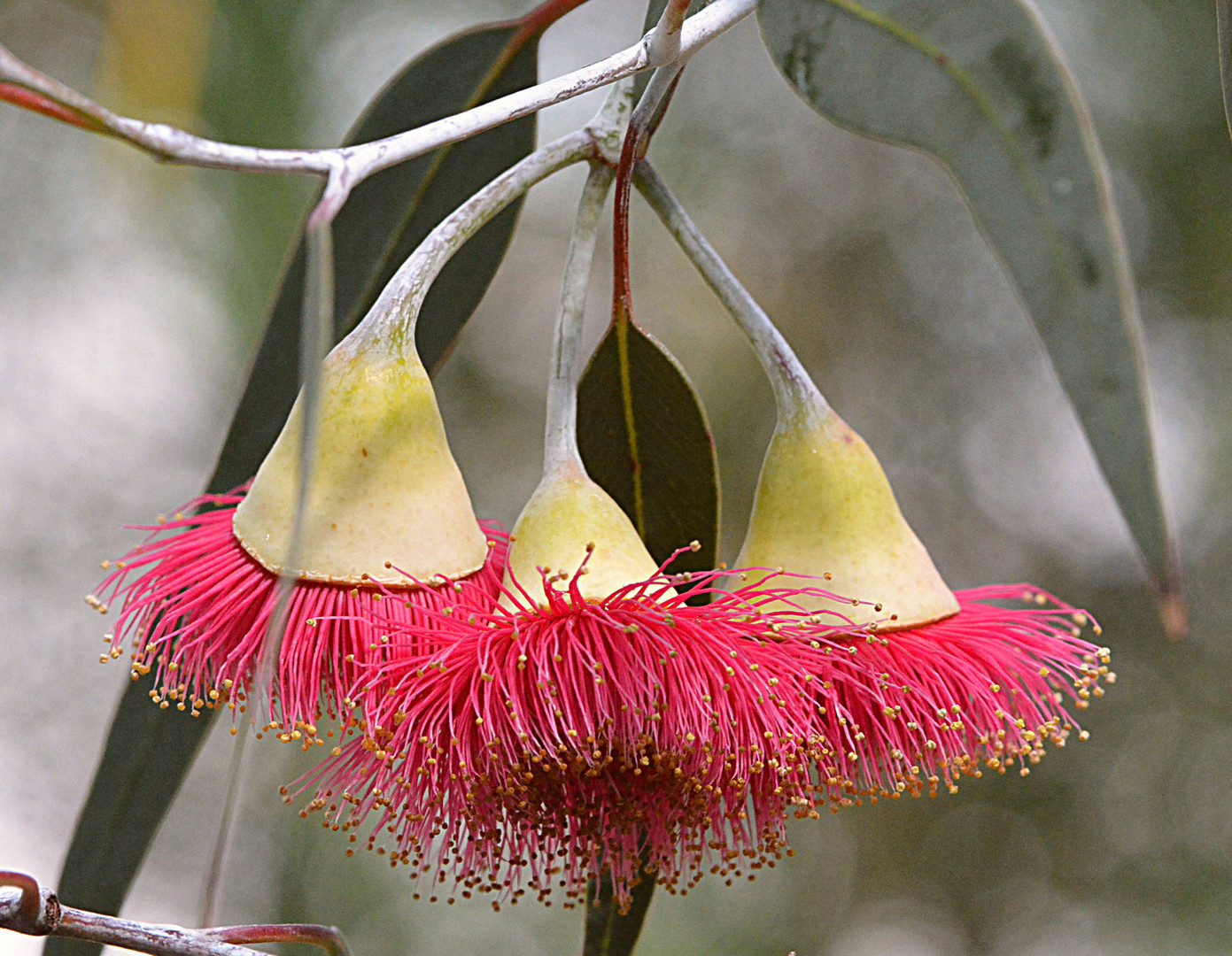 Eukalyptusblüten