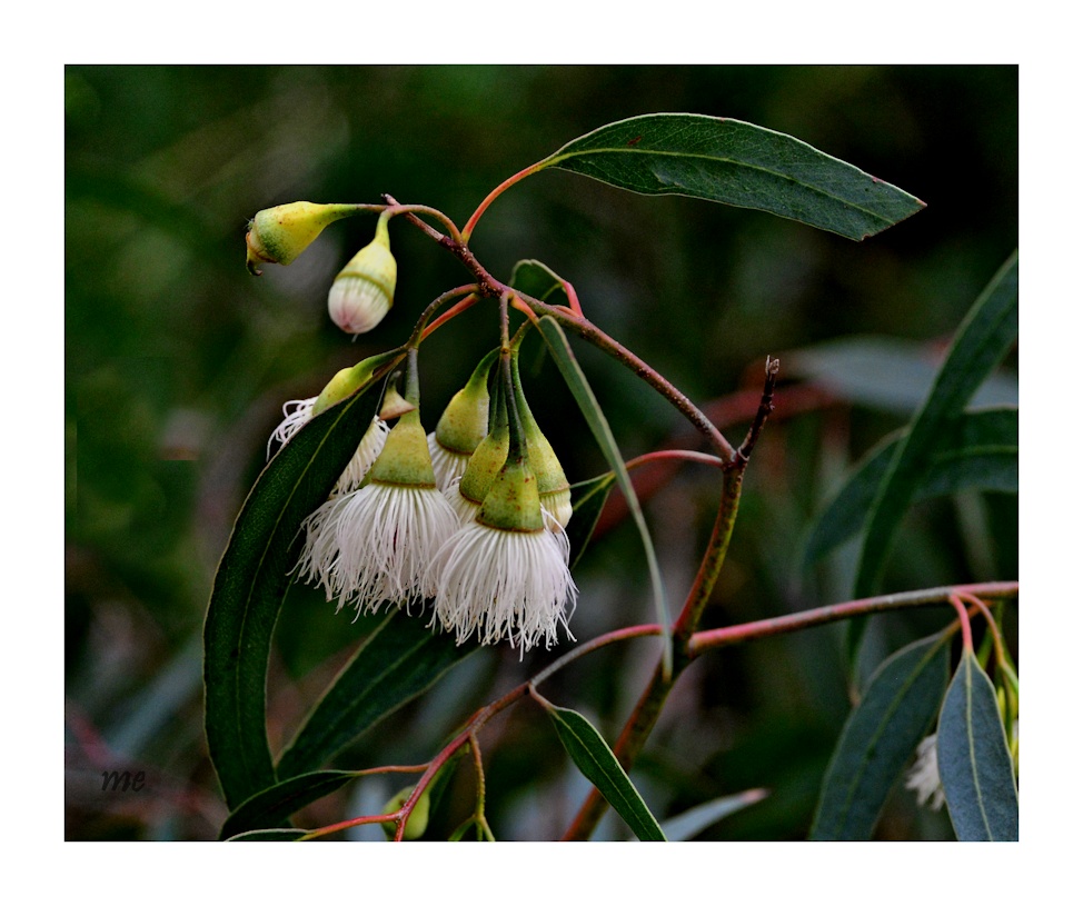 Eukalyptusblüten