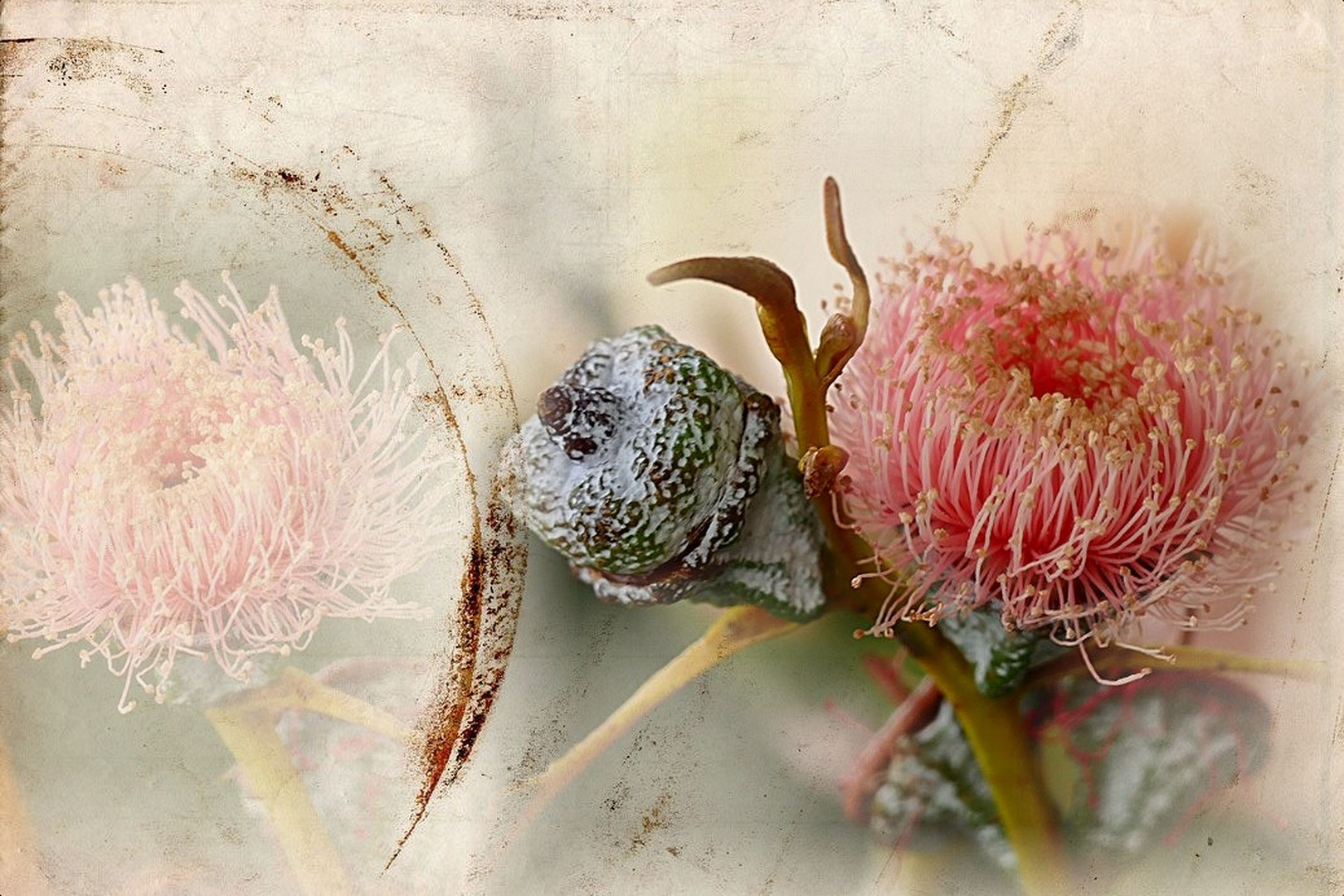 EukalyptusBlüten & Frucht