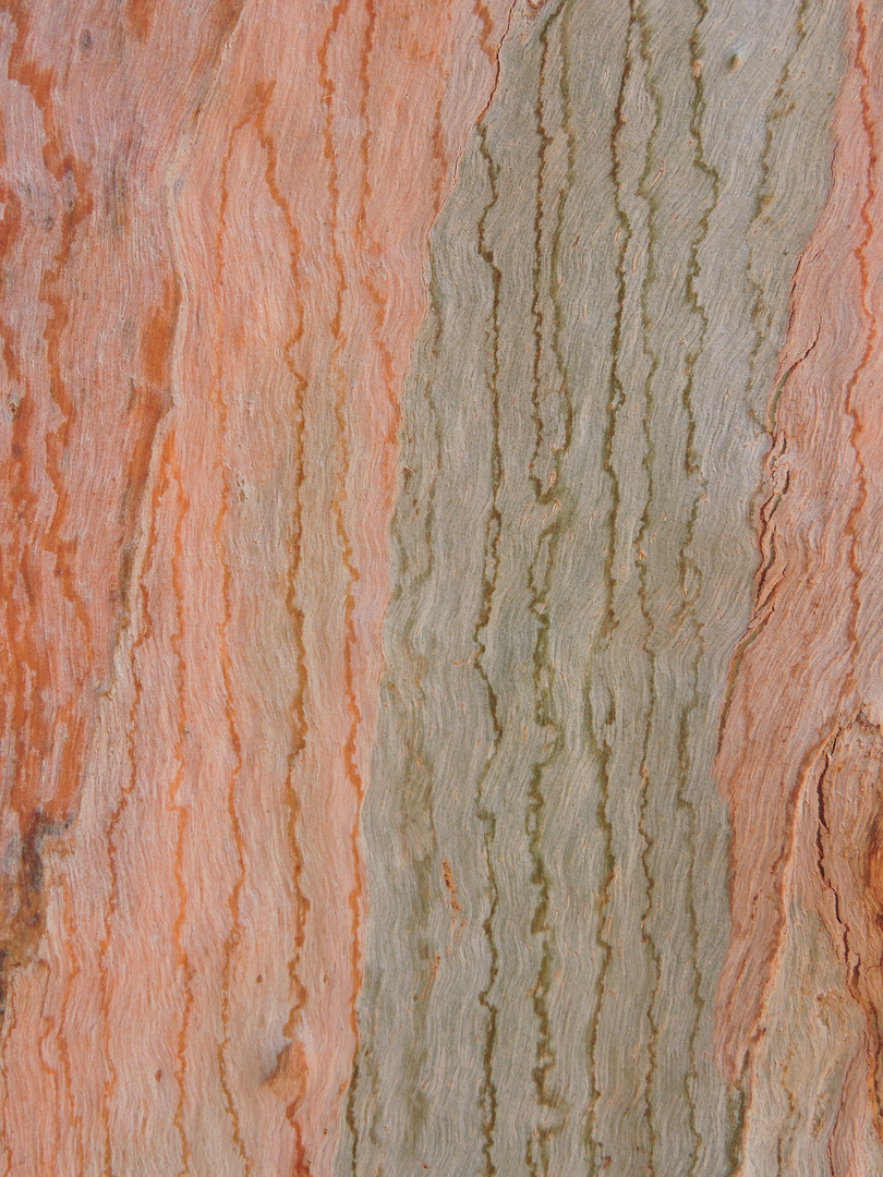 Eukalyptusholz