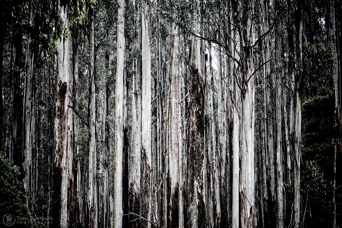 Eukalyptuswald 