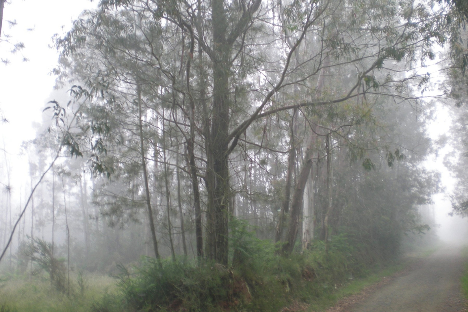 Eukalyptuswald im Nebel