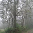 Eukalyptuswald im Nebel
