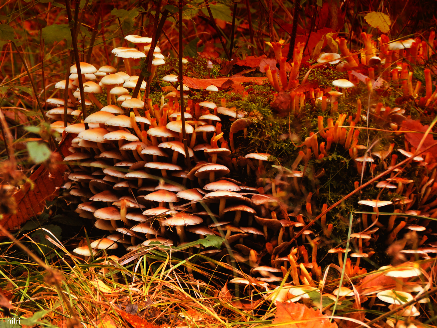 Eukaryotisch Mushrooms