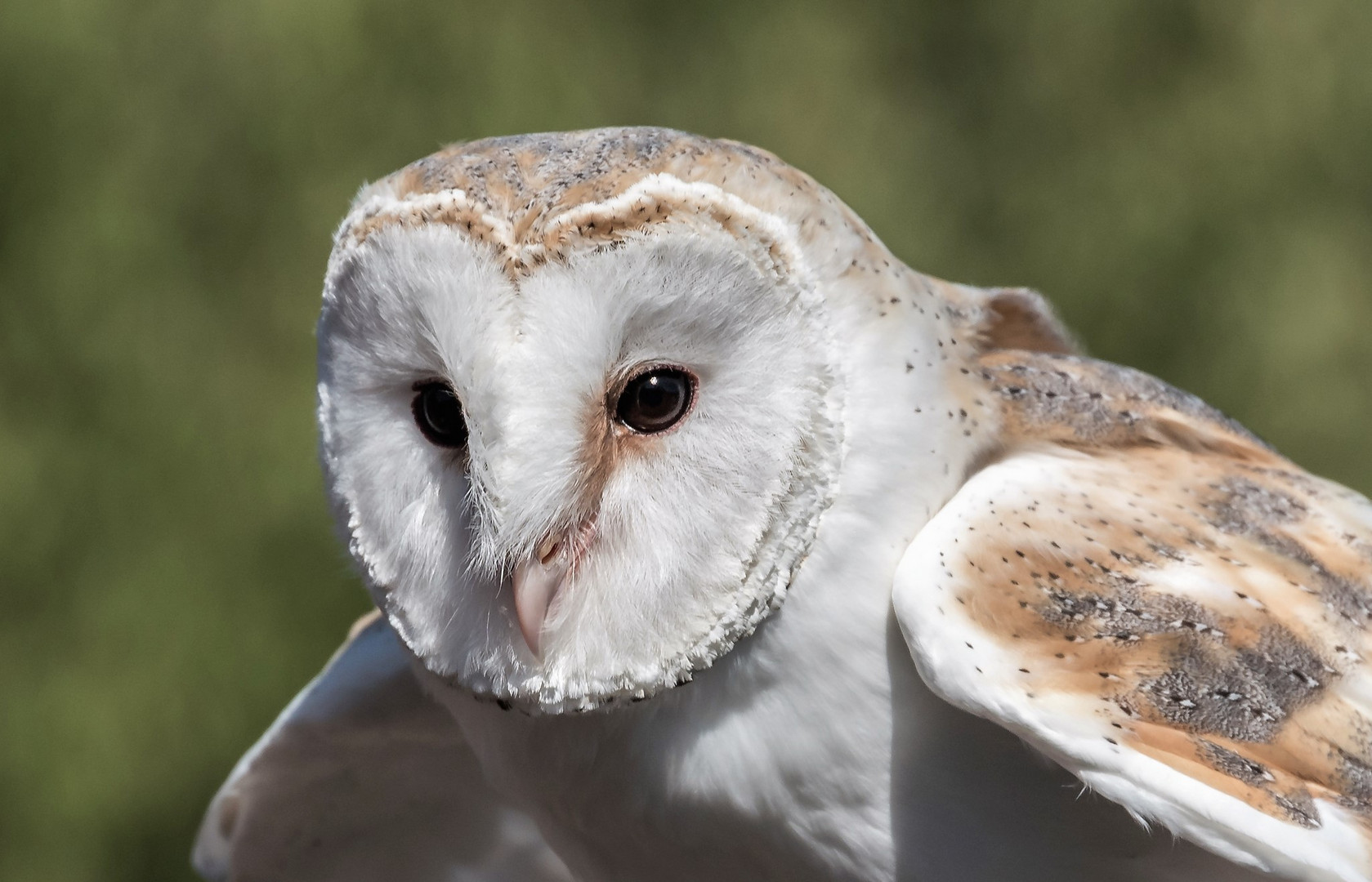 Eule Foto & Bild | tiere, zoo, wildpark & falknerei, vögel Bilder auf