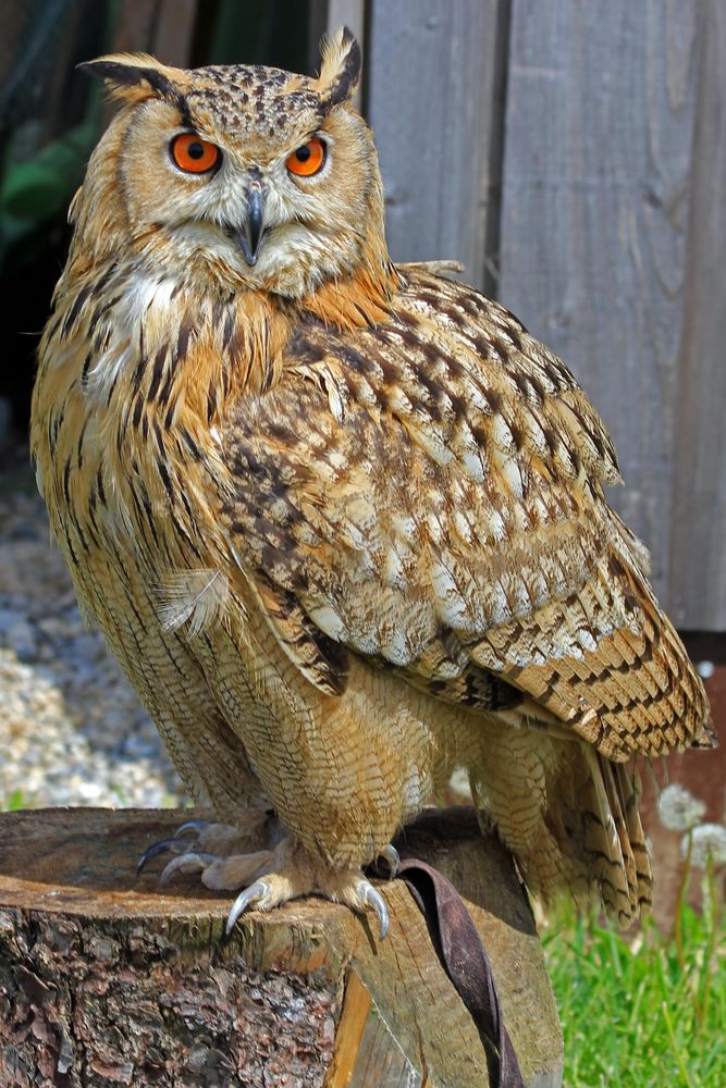 Eule Foto & Bild natur, eule, vögel Bilder auf