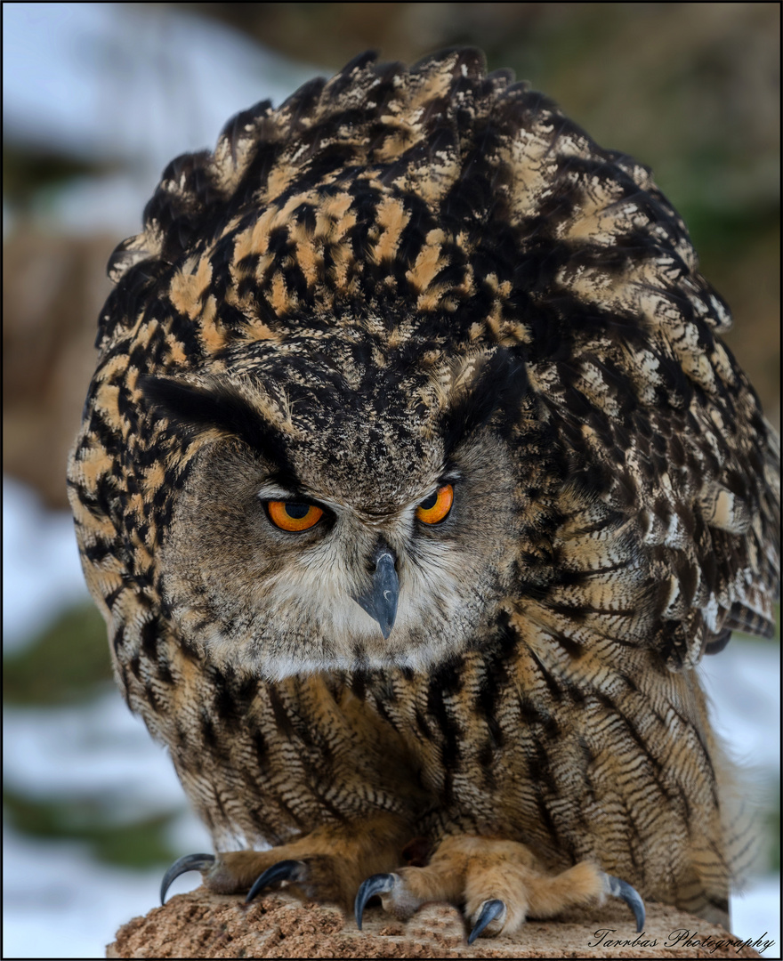 Eule Foto & Bild | natur, greifvogel, eule Bilder auf fotocommunity