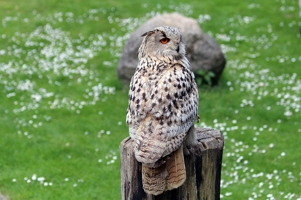 Eule 2 im Wildpark Lüneburger Heide