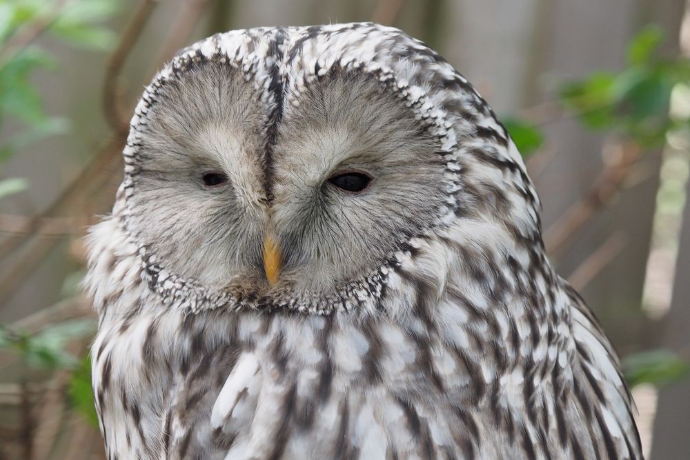 Eule Foto & Bild | tiere, zoo, wildpark & falknerei, vögel Bilder auf