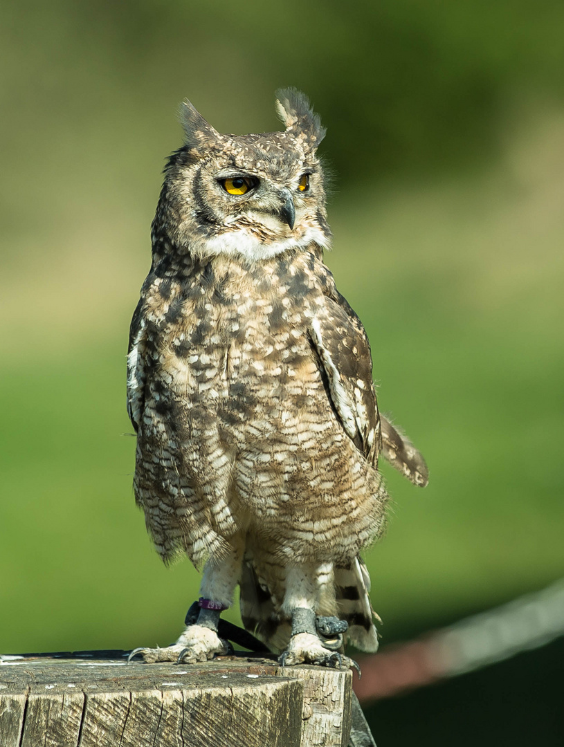 Eule Foto & Bild | tiere, zoo, wildpark & falknerei, vögel Bilder auf