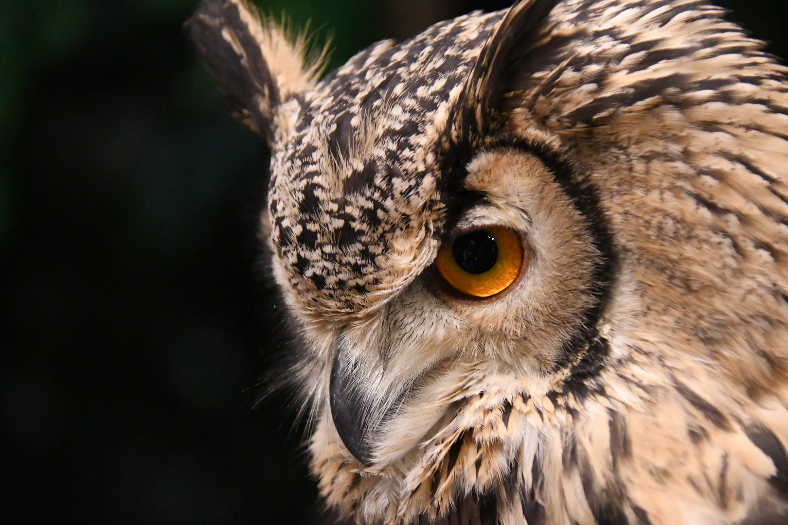 Eule Foto & Bild | tiere, zoo, wildpark & falknerei, vögel Bilder auf