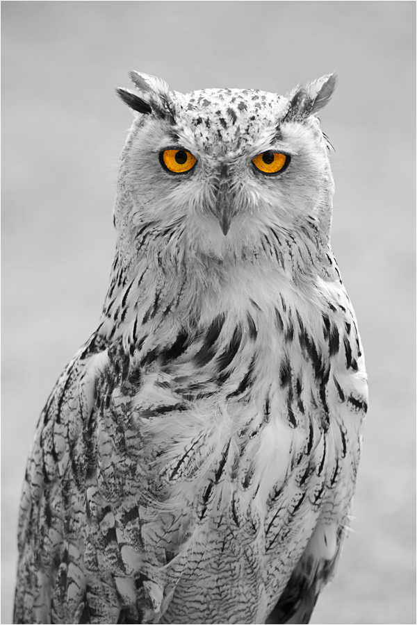 Eule Foto & Bild | vögel, natur Bilder auf fotocommunity