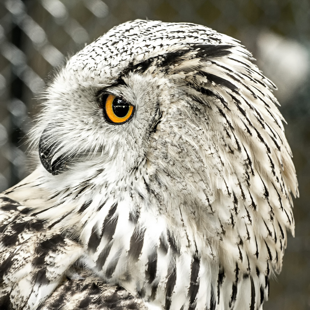Eule Foto & Bild | tiere, zoo, wildpark & falknerei, vögel Bilder auf