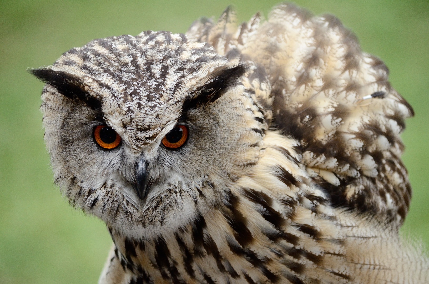 Eule Foto & Bild | tiere, zoo, wildpark & falknerei, vögel Bilder auf