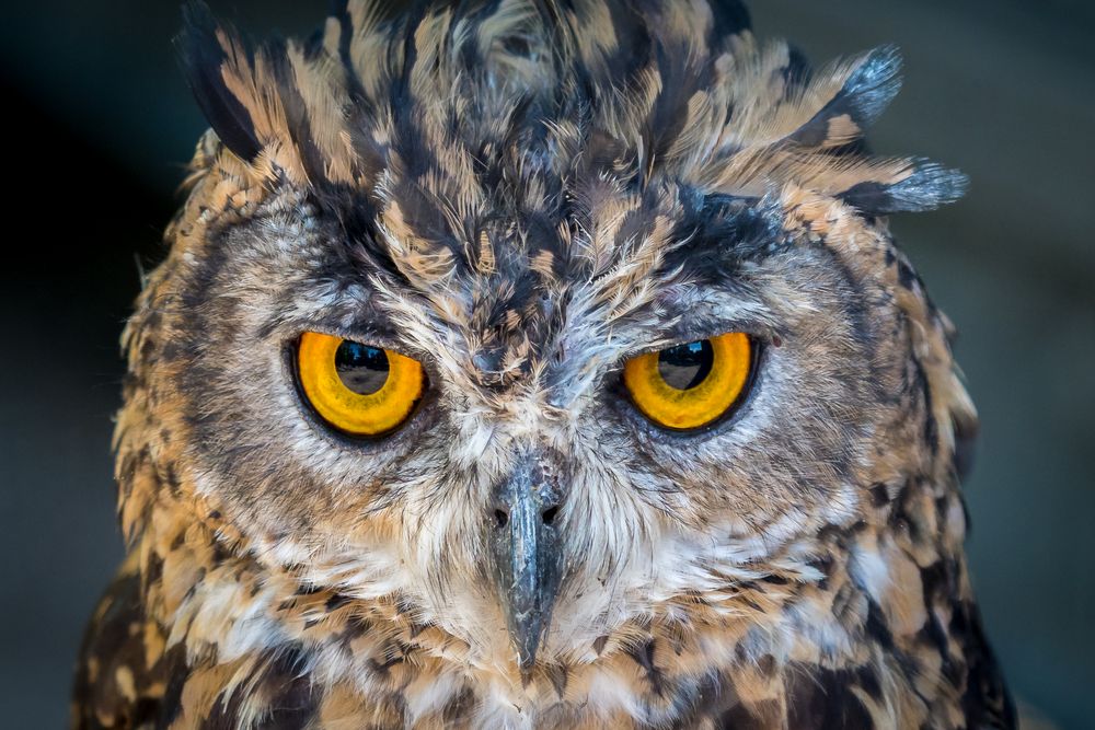Eule Foto & Bild | tiere, wildlife, wild lebende vögel Bilder auf