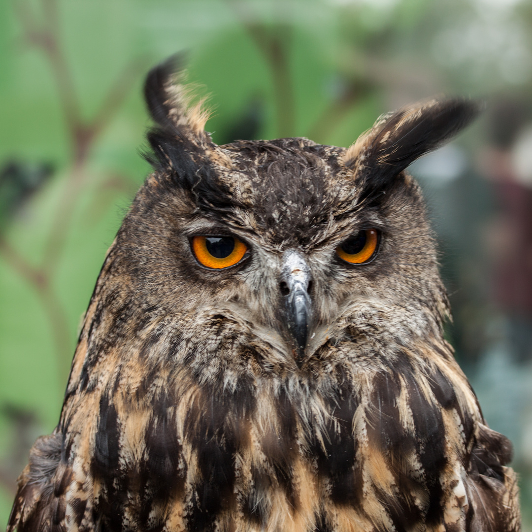 Eule Foto & Bild | tiere, zoo, wildpark & falknerei, vögel Bilder auf