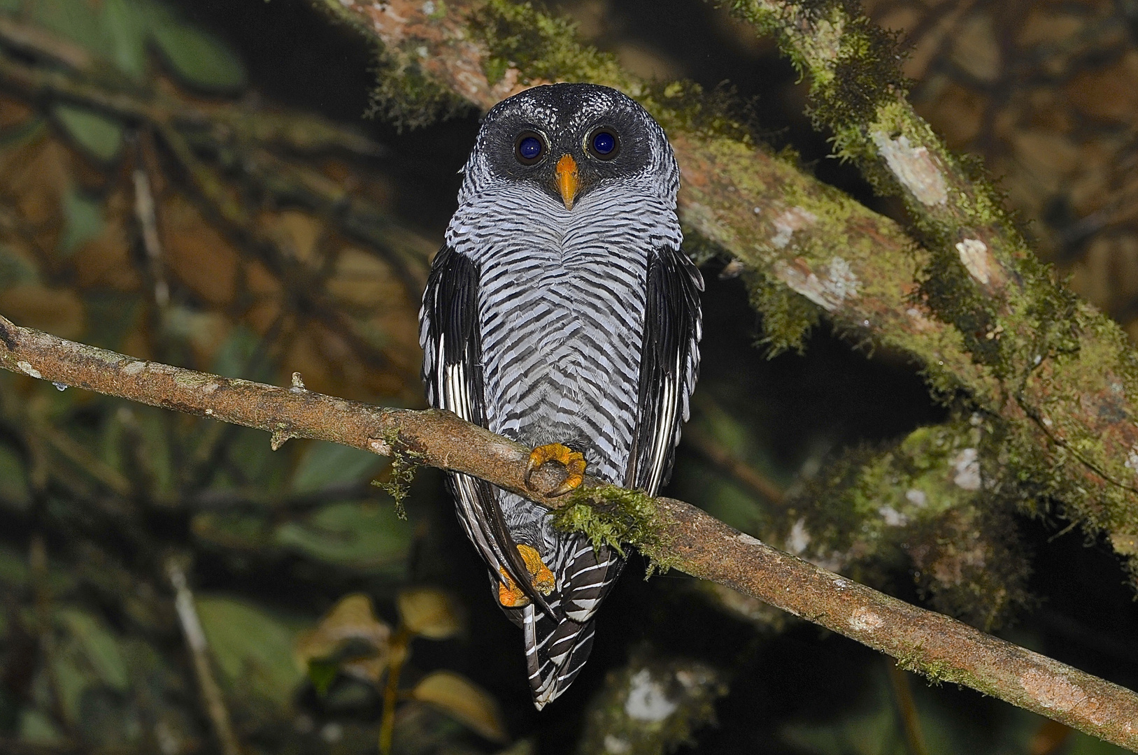 Eule aus dem Nebelwald von Ecuador