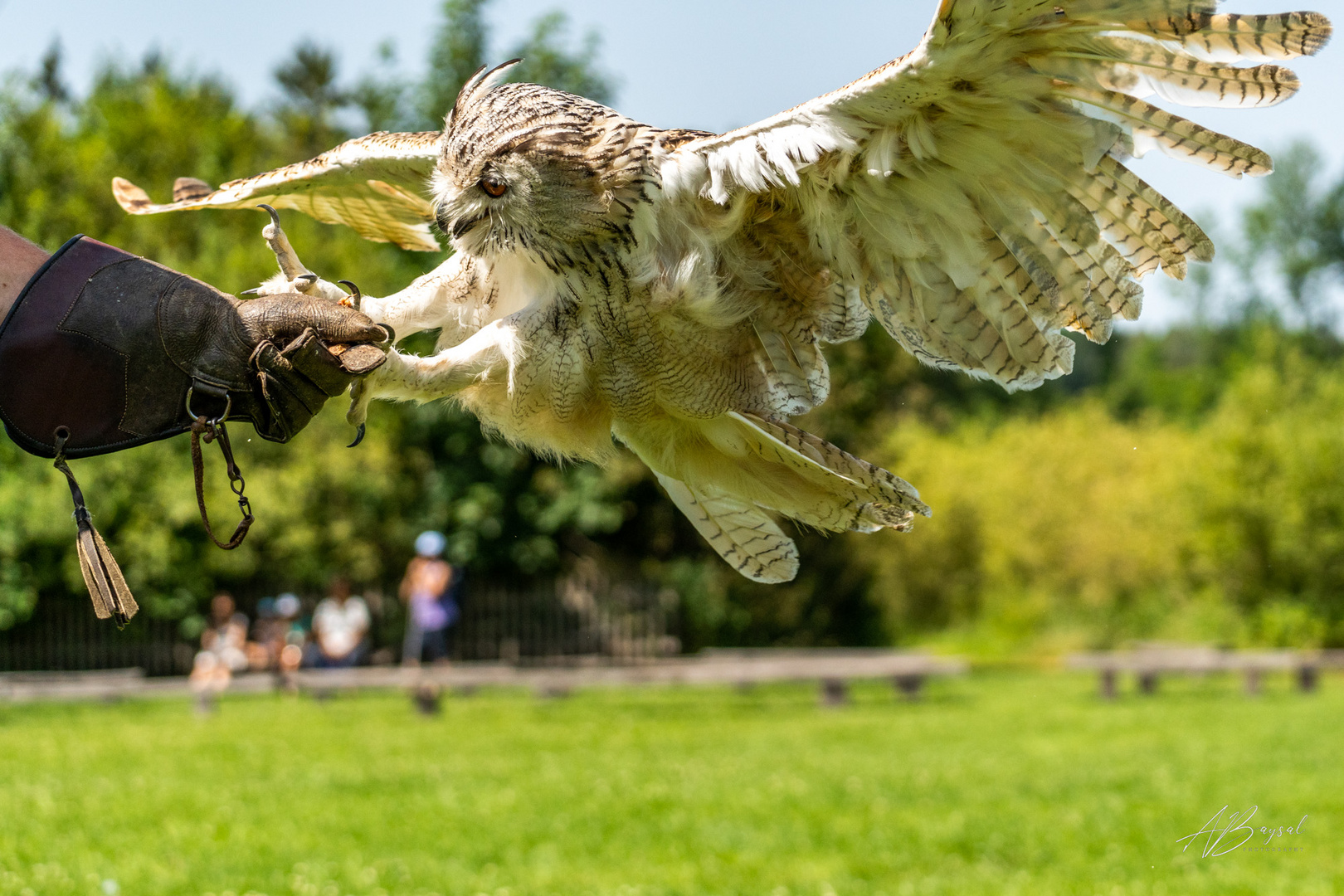 Eule bei Poing Wildpark