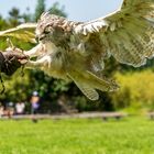 Eule bei Poing Wildpark