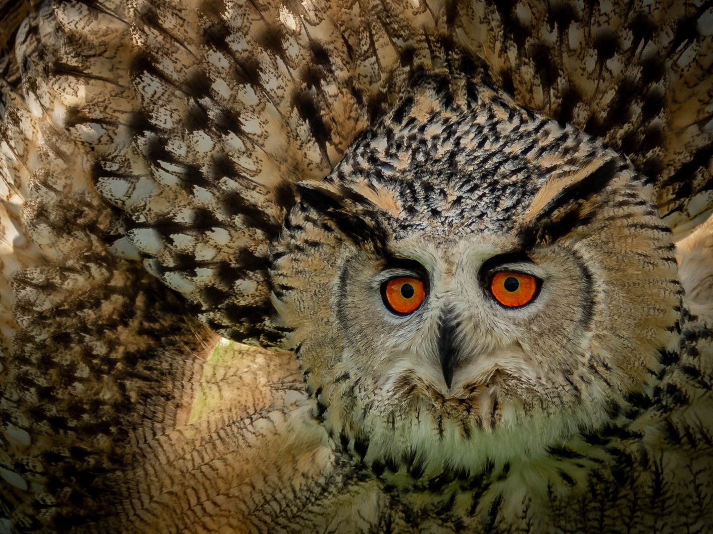 Eule Foto & Bild | tiere, zoo, wildpark & falknerei, greifvögel Bilder