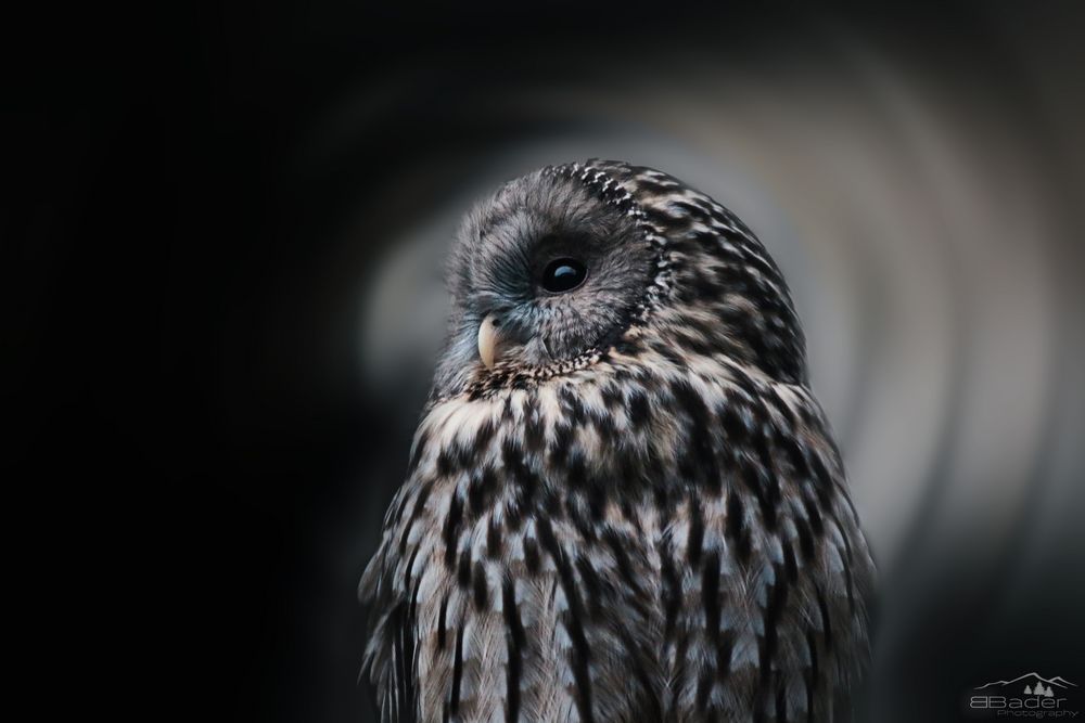 Eule Foto & Bild | tiere, zoo, wildpark & falknerei, vögel Bilder auf