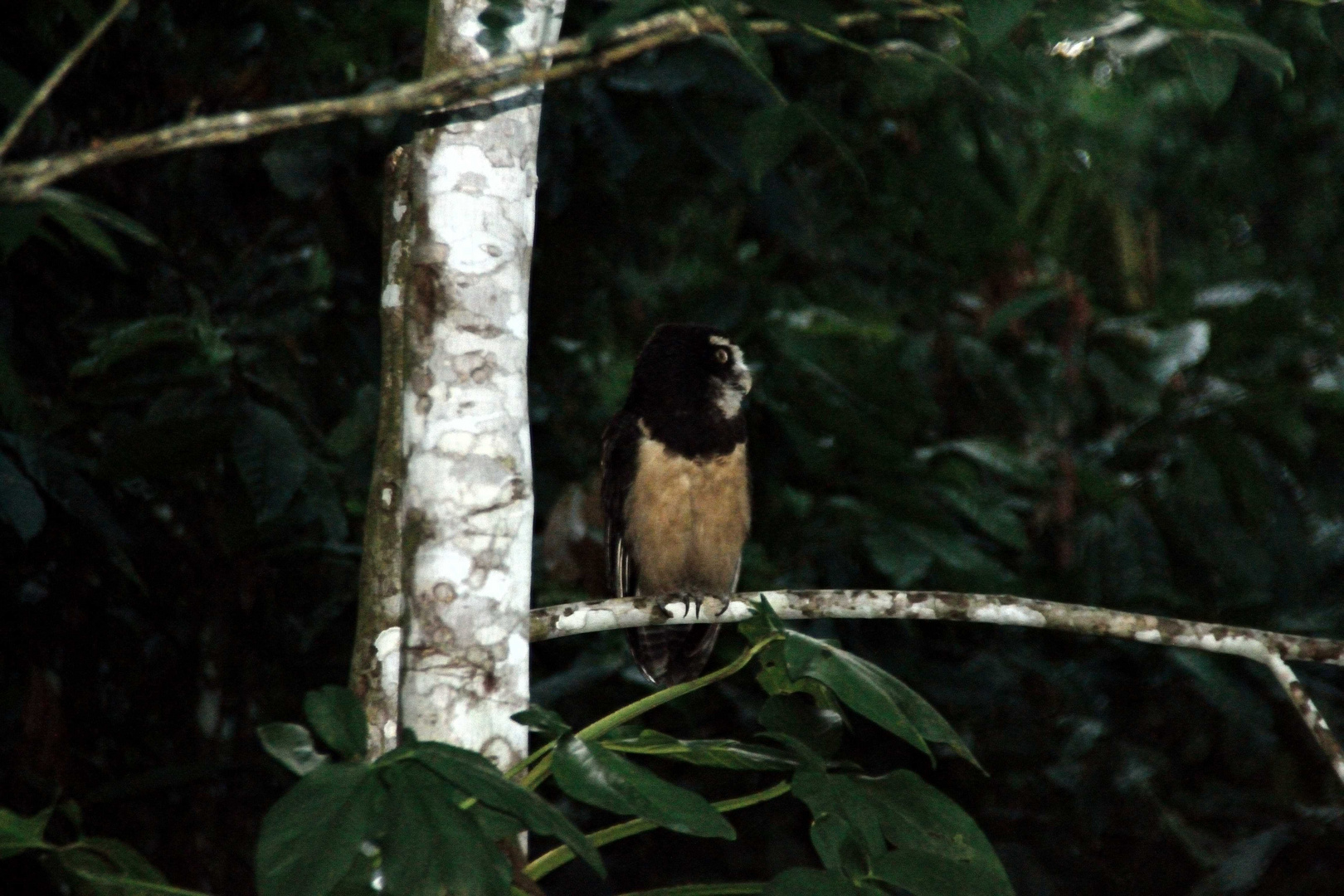 Eule Costa Rica