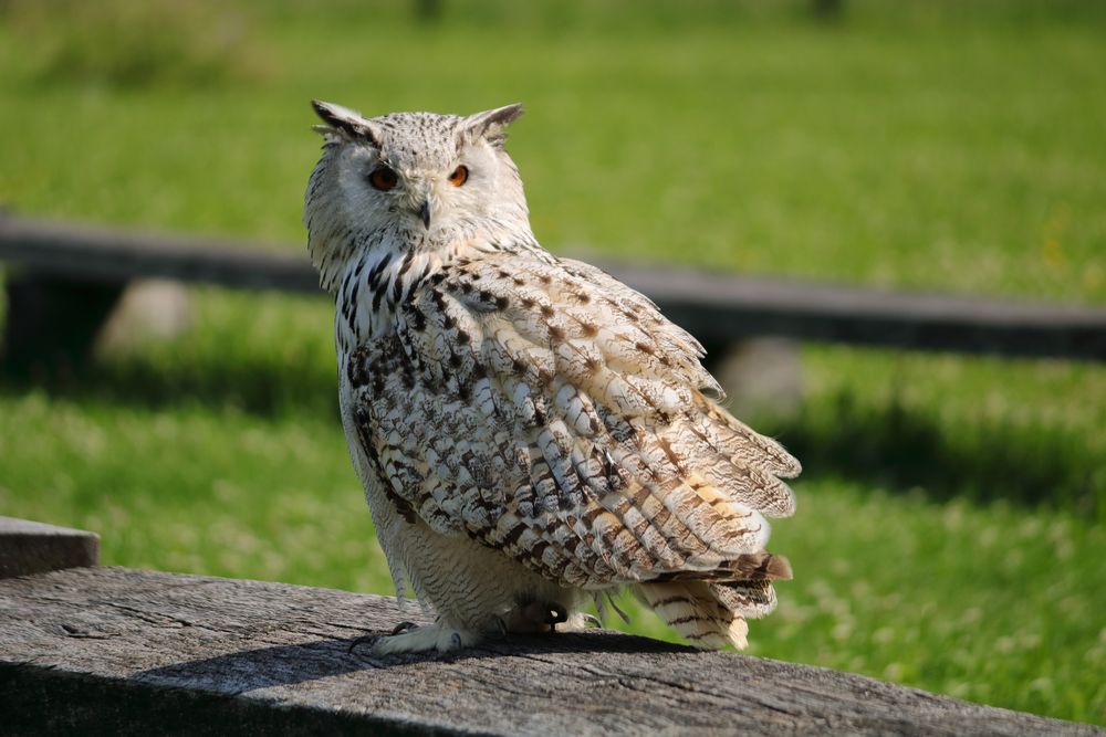 Eule Foto & Bild | tiere, vögel, wildpark Bilder auf fotocommunity
