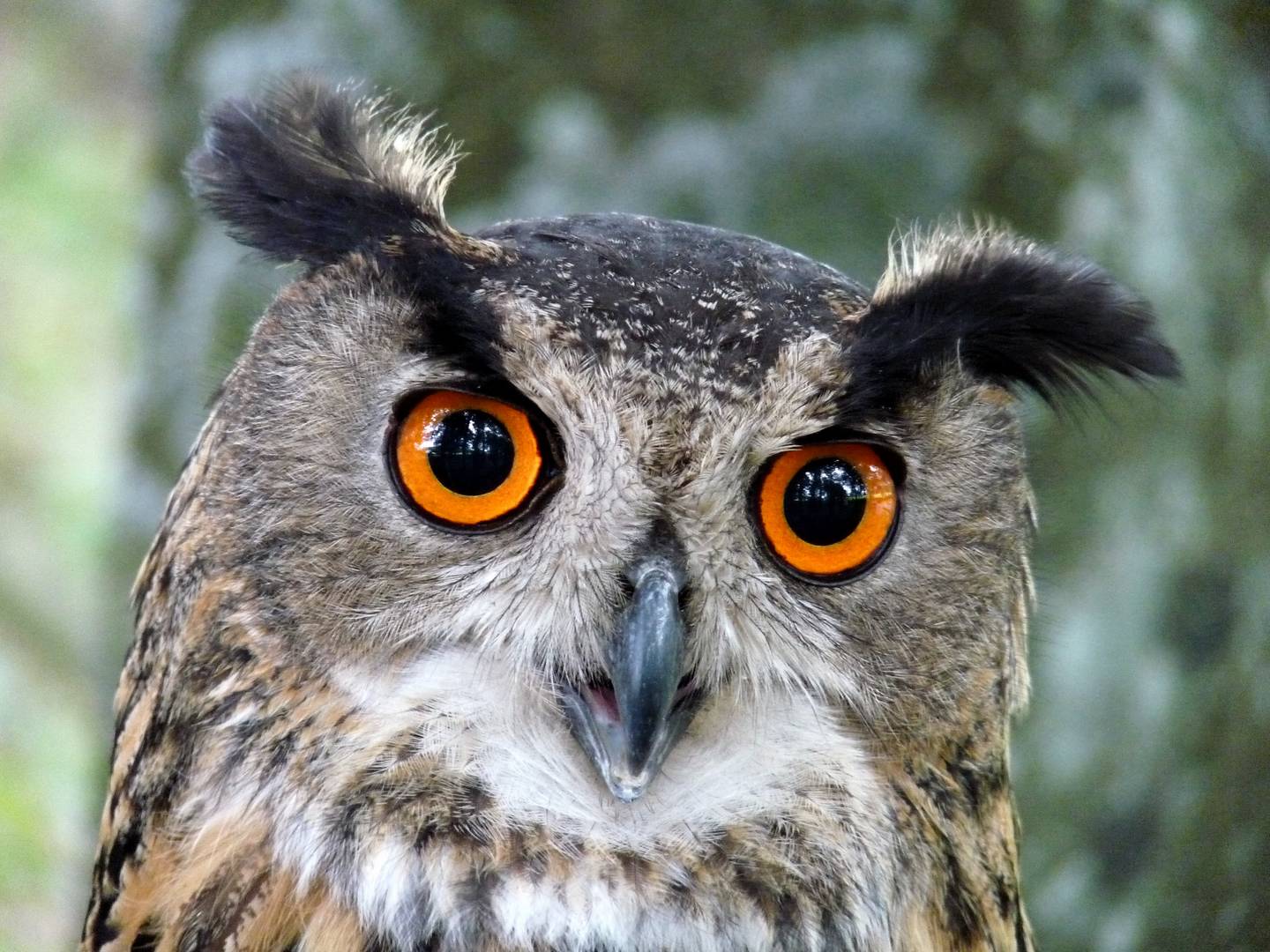 Eule Foto & Bild | tiere, zoo, wildpark & falknerei, vögel Bilder auf