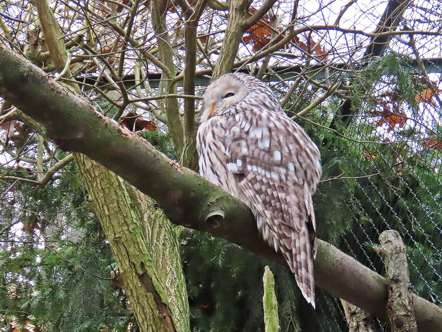 Eule, Habichtskauz - im Opel-Zoo