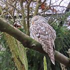 Eule, Habichtskauz - im Opel-Zoo